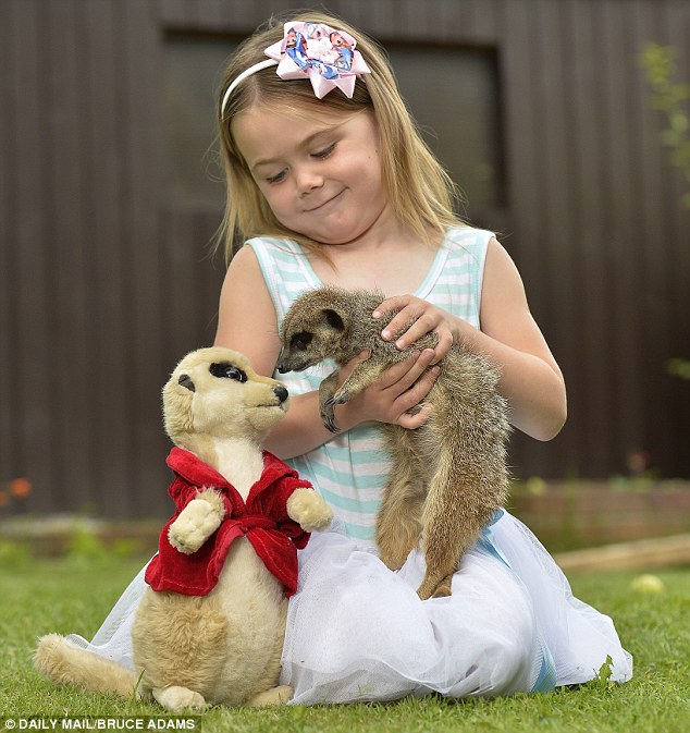 girl playing with meerkat meerkat